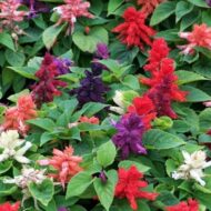 Salvia Scarlet Sage Multicolour Salvia officinalis Flower Seed - 50 Seeds Pack - Image 3