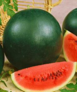 Watermelon Sugar Baby Seeds 20 seeds