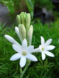 Single Polianthes Tuberosa Single Flowering Tuberose Bulbs 5 Bulbs