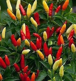 Tabasco Pepper Vegetable Seeds 10 Seeds