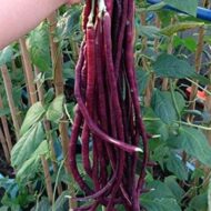 Red Cowpea Long Yard Bean Barbatti Vegetable Seed - 50 Seeds Pack