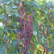 Red Cowpea Long Yard Bean Barbatti Vegetable Seed - 50 Seeds Pack - Image 2