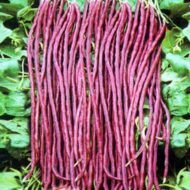 Red Cowpea Long Yard Bean Barbatti Vegetable Seed - 50 Seeds Pack - Image 3