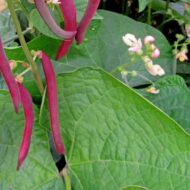 Red Cowpea Long Yard Bean Barbatti Vegetable Seed - 50 Seeds Pack - Image 6