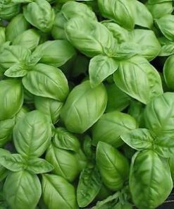Creative Farmer Indian Gardening Sweet Genovese Basil Herb Seeds 50 Seeds