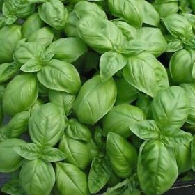 Creative Farmer Indian Gardening Sweet Genovese Basil Herb Seeds 50 Seeds
