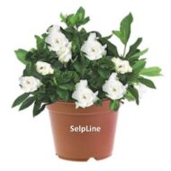 Live Gardenia Cape Jasmine Gandhraj Plant
