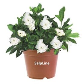 Live Gardenia Cape Jasmine Gandhraj Plant