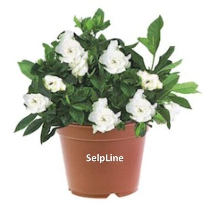 Live Gardenia Cape Jasmine Gandhraj Plant