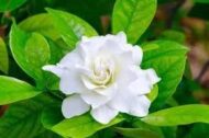 Live Gardenia Cape Jasmine Gandhraj Plant - Image 2
