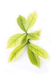 Live Gardenia Cape Jasmine Gandhraj Plant - Image 3