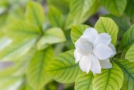 Live Gardenia Cape Jasmine Gandhraj Plant - Image 4