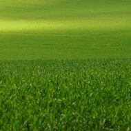 Lawn Grass Seeds Dark Green Soft Runner 1000 Seeds - Image 2