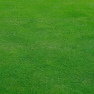 Lawn Grass Seeds Dark Green Soft Runner 1000 Seeds - Image 4