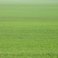 Lawn Grass Seeds Dark Green Soft Runner 1000 Seeds - Image 6