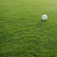 Lawn Grass Seeds Dark Green Soft Runner 1000 Seeds - Image 7