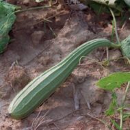 Ridge Gourd Seeds 25 Seeds Pack - Image 2