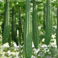 Ridge Gourd Seeds 25 Seeds Pack - Image 3