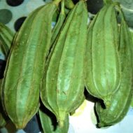 Ridge Gourd Seeds 25 Seeds Pack - Image 4