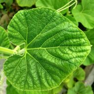 Ridge Gourd Seeds 25 Seeds Pack - Image 5
