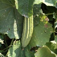 Ridge Gourd Seeds 25 Seeds Pack - Image 6