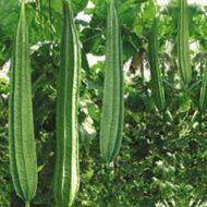 Ridge Gourd Seeds 25 Seeds Pack - Image 7