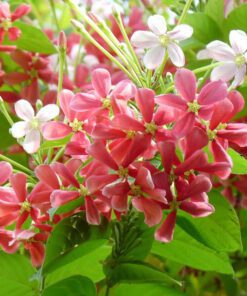 Live Madhumalati Honeysuckle Madhumalti Rangoon Creeper Climbing Madhabilata Flower Plant