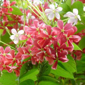 Live Madhumalati Honeysuckle Madhumalti Rangoon Creeper Climbing Madhabilata Flower Plant