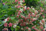 Live Madhumalati Honeysuckle Madhumalti Rangoon Creeper Climbing Madhabilata Flower Plant - Image 3
