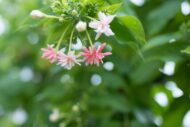 Live Madhumalati Honeysuckle Madhumalti Rangoon Creeper Climbing Madhabilata Flower Plant - Image 5