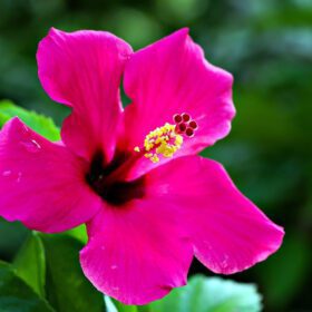 Live Hibiscus Plant (Pink) – Ornamental Flowering Plant for Home & Garden | Easy to Grow, Low Maintenance Outdoor & Indoor Plant | Perfect for Pots, Balcony & Landscaping
