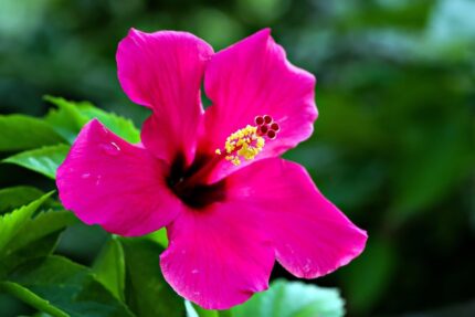 Live Hibiscus Plant (Pink) – Ornamental Flowering Plant for Home & Garden | Easy to Grow, Low Maintenance Outdoor & Indoor Plant | Perfect for Pots, Balcony & Landscaping