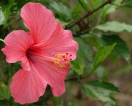 Live Hibiscus Plant (Pink) – Ornamental Flowering Plant for Home & Garden | Easy to Grow, Low Maintenance Outdoor & Indoor Plant | Perfect for Pots, Balcony & Landscaping - Image 2
