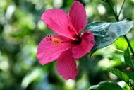 Live Hibiscus Plant (Pink) – Ornamental Flowering Plant for Home & Garden | Easy to Grow, Low Maintenance Outdoor & Indoor Plant | Perfect for Pots, Balcony & Landscaping - Image 3