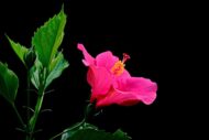 Live Hibiscus Plant (Pink) – Ornamental Flowering Plant for Home & Garden | Easy to Grow, Low Maintenance Outdoor & Indoor Plant | Perfect for Pots, Balcony & Landscaping - Image 5