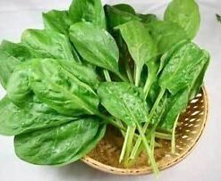 Creative Farmer Indian Gardening Palak Indian Spinach Seeds (50 Seeds)