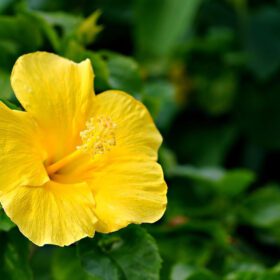 Live Yellow Hibiscus Plant – Easy to Grow, Indoor & Outdoor Garden Plant, Vibrant Yellow Blooms, Perfect for Home, Balcony and Terrace Gardening