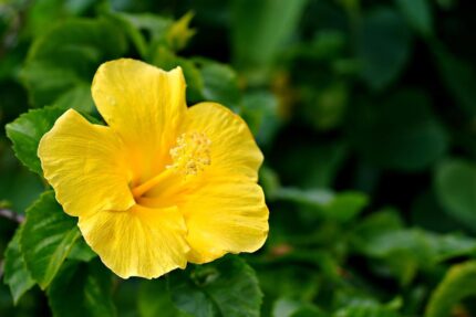 Live Yellow Hibiscus Plant – Easy to Grow, Indoor & Outdoor Garden Plant, Vibrant Yellow Blooms, Perfect for Home, Balcony and Terrace Gardening