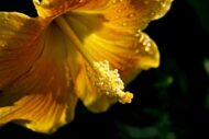 Live Yellow Hibiscus Plant – Easy to Grow, Indoor & Outdoor Garden Plant, Vibrant Yellow Blooms, Perfect for Home, Balcony and Terrace Gardening - Image 2