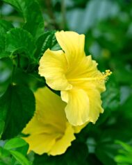 Live Yellow Hibiscus Plant – Easy to Grow, Indoor & Outdoor Garden Plant, Vibrant Yellow Blooms, Perfect for Home, Balcony and Terrace Gardening - Image 3