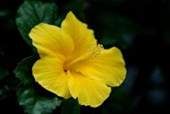 Live Yellow Hibiscus Plant – Easy to Grow, Indoor & Outdoor Garden Plant, Vibrant Yellow Blooms, Perfect for Home, Balcony and Terrace Gardening - Image 4