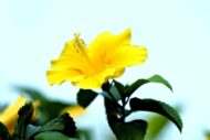 Live Yellow Hibiscus Plant – Easy to Grow, Indoor & Outdoor Garden Plant, Vibrant Yellow Blooms, Perfect for Home, Balcony and Terrace Gardening - Image 5