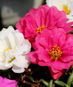 Portulaca Moss Rose Double Mix Flower Seeds 50 Seeds