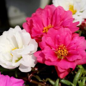 Portulaca Moss Rose Double Mix Flower Seeds 50 Seeds