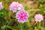 Portulaca Moss Rose Double Mix Flower Seeds 50 Seeds - Image 3