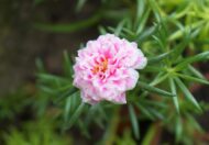 Portulaca Moss Rose Double Mix Flower Seeds 50 Seeds - Image 5