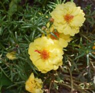 Portulaca Moss Rose Double Mix Flower Seeds 50 Seeds - Image 6