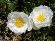 Portulaca Moss Rose Double Mix Flower Seeds 50 Seeds - Image 7