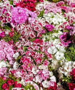 Dianthus Mix Colour Flower Seeds 20 Seeds