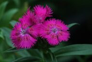 Dianthus Mix Colour Flower Seeds 20 Seeds - Image 2